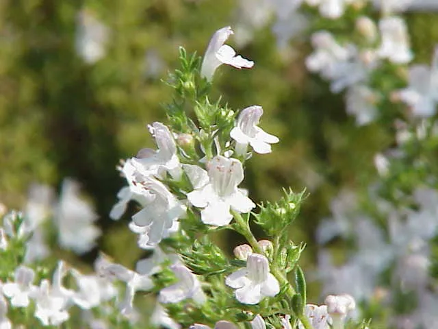 Savory: The Bulgarian Spice with Revolutionary Health Benefits