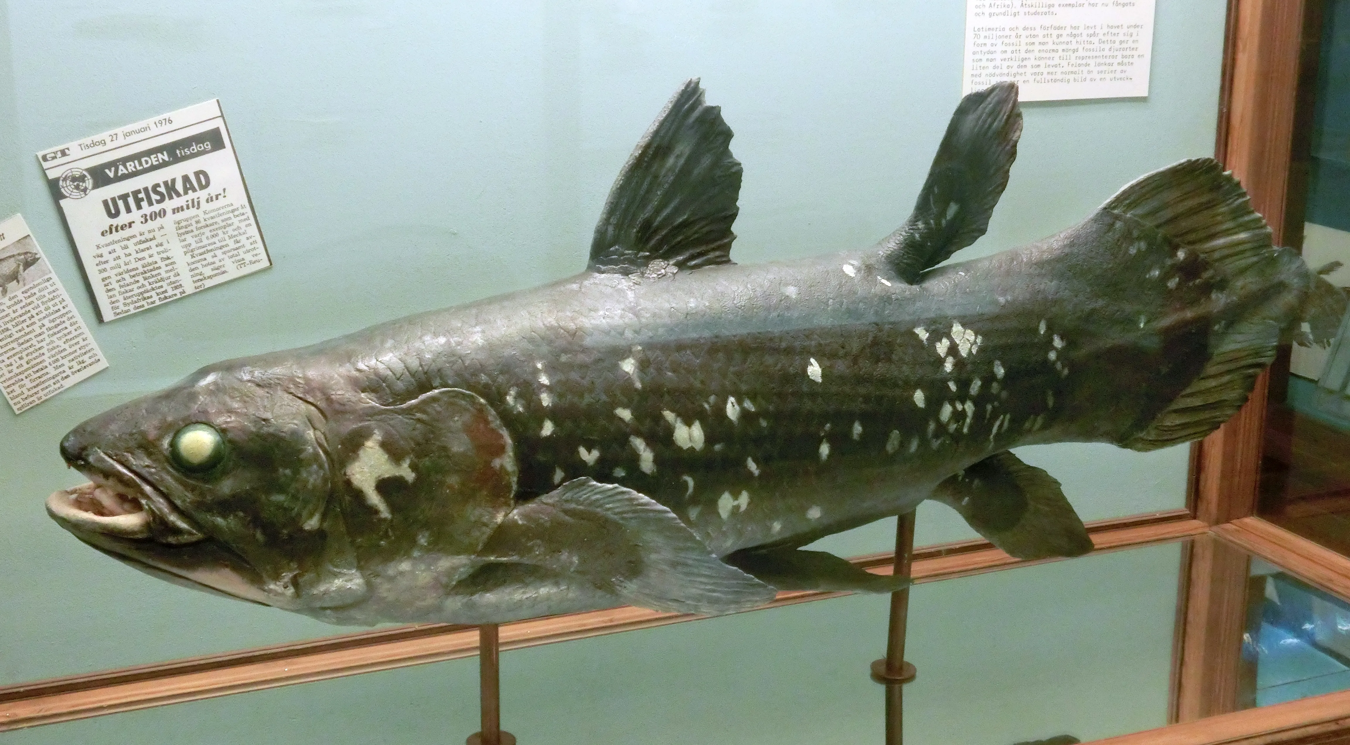 Рядък морски prehistoric вид открит в дълбините на Индонезия