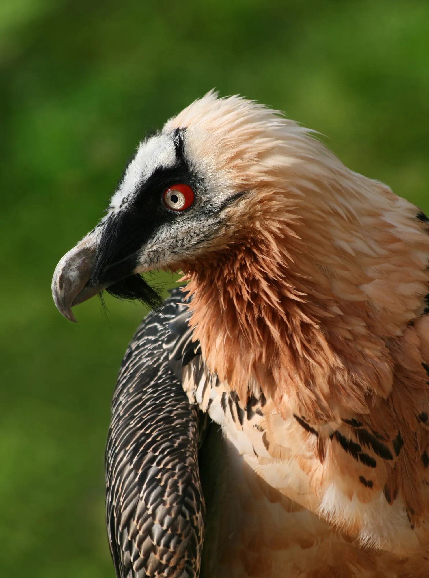 Saved Winged Defenders: Vultures Return to the Wild