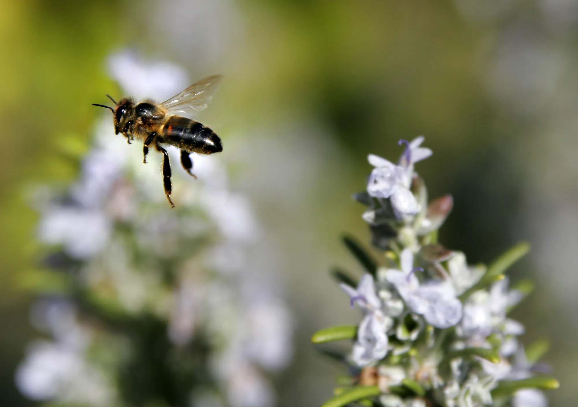 Epic Bee Tornado Shakes Manhattan: Mysterious Swarm Shocks New York