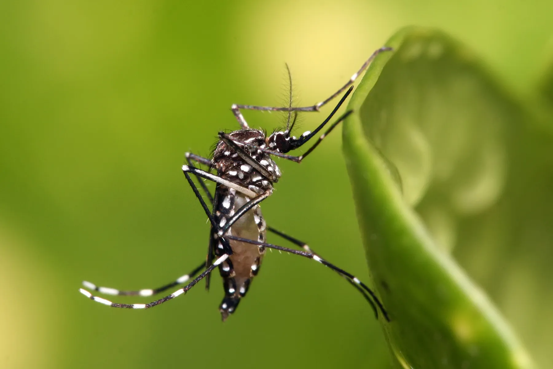 Large-scale Disinsection Campaign in Burgas: Schedule for Complete Mosquito Destruction