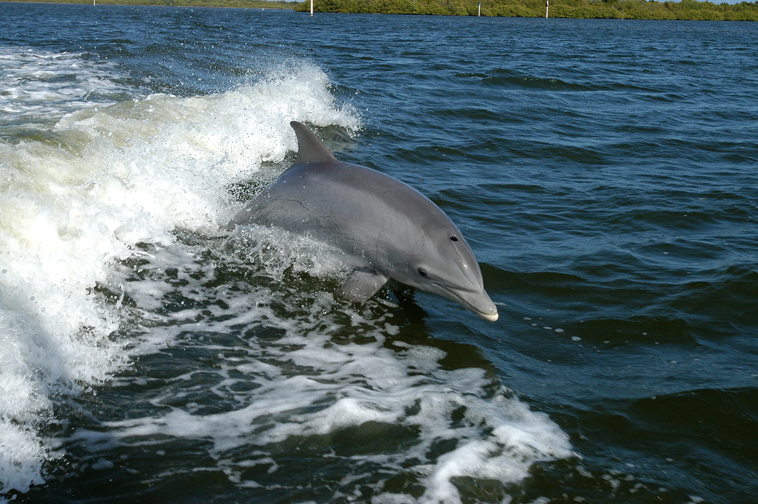 Mysterious Sea Victims: Dolphins Disappearing near the Shores of Skorpilovtsi