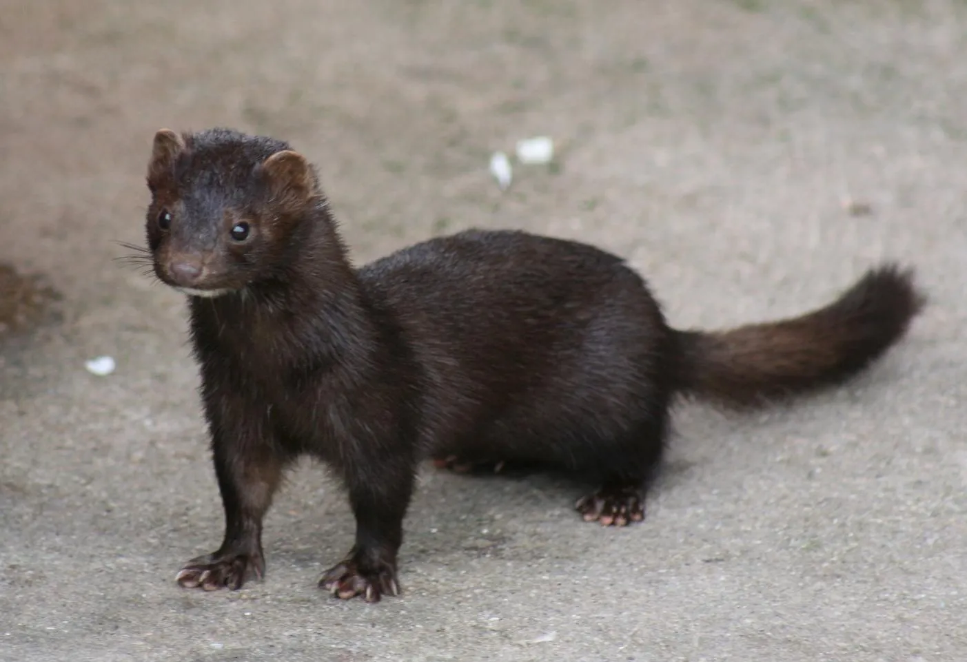 Supreme Administrative Court confirms ban on American mink breeding in Bulgaria