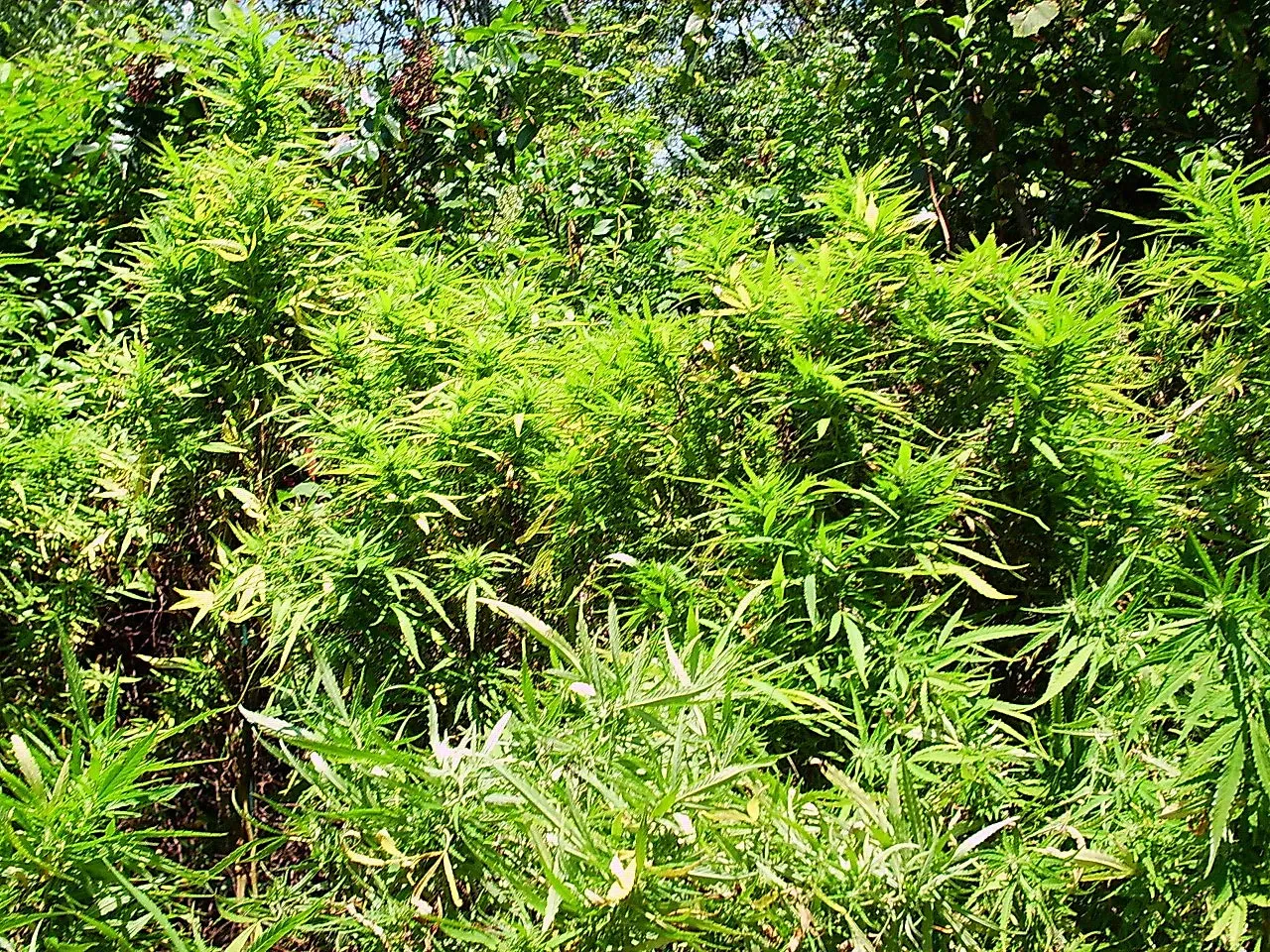 Large-scale illegal cannabis plantations uncovered in Southwestern Bulgaria