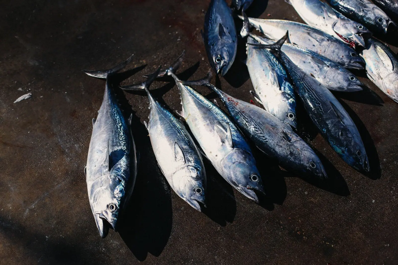 Bonito catch off southern Black Sea coast plunges after storm