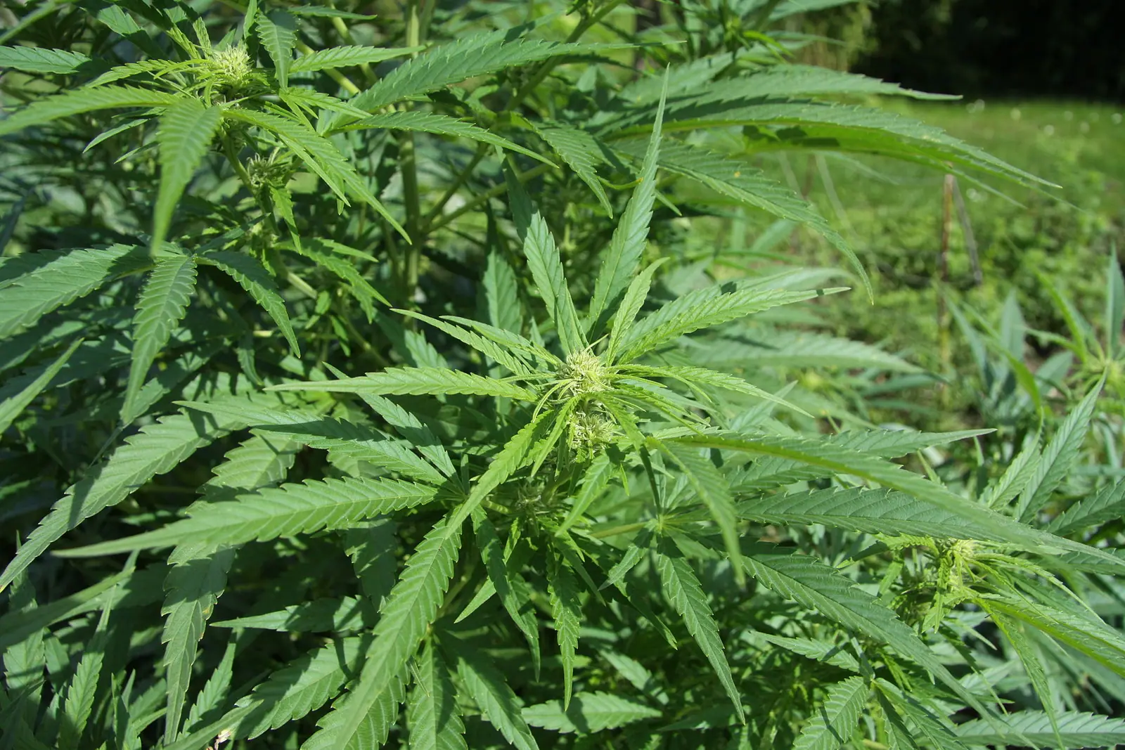 Over 221 kg of marijuana found in Turkey-bound truck at Kapitan Andreevo