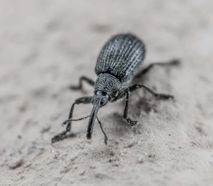 Expert staff reveals the scale of the invasion of the gray corn weevil