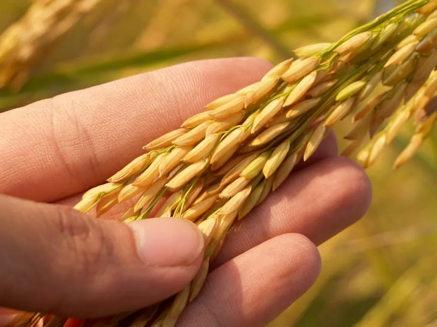 High-ranking Russian official accused of large-scale theft of Ukrainian grain