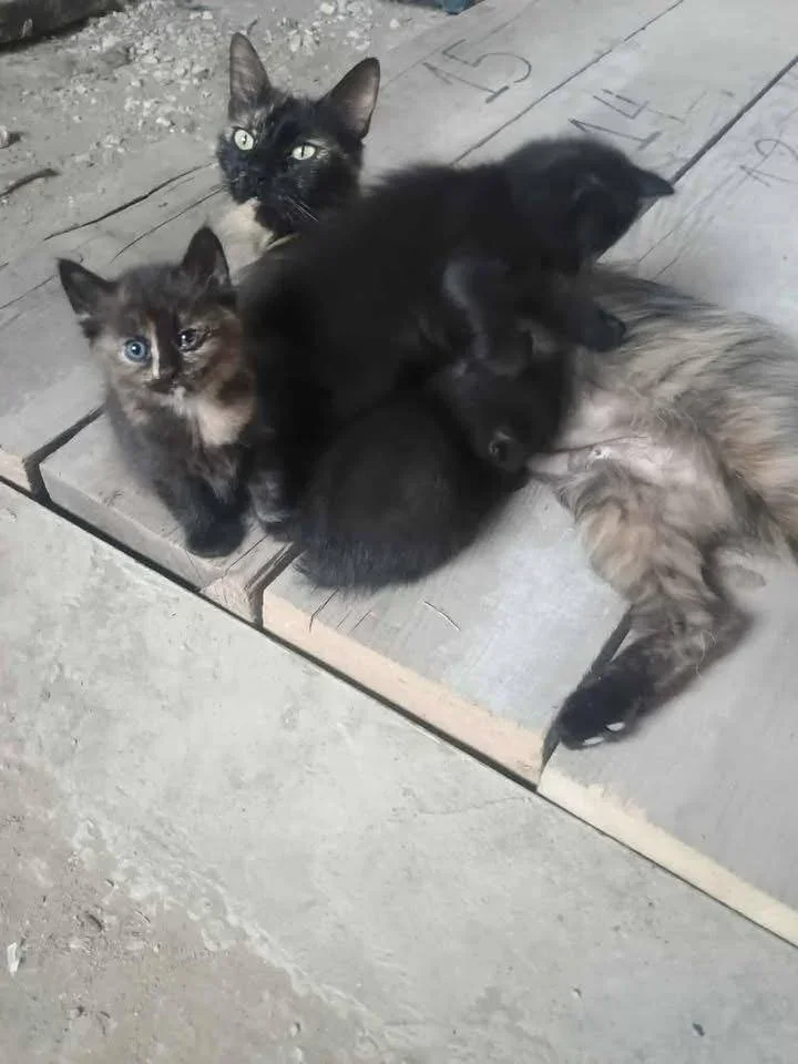 A rescued cat mother is looking for a new home for her kittens