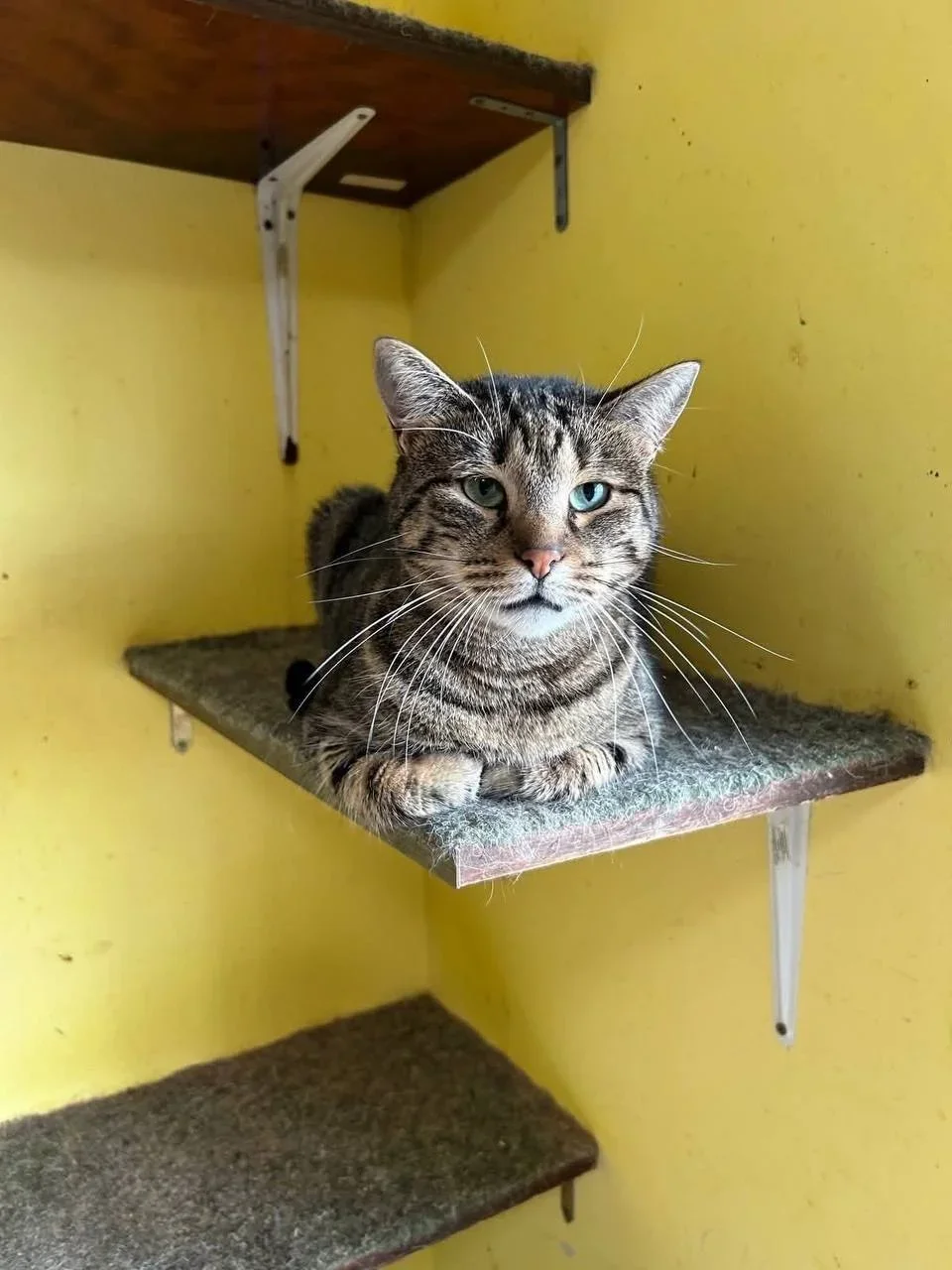 Rosi: The Street Cat with Hope for an Eternal Home in Varna