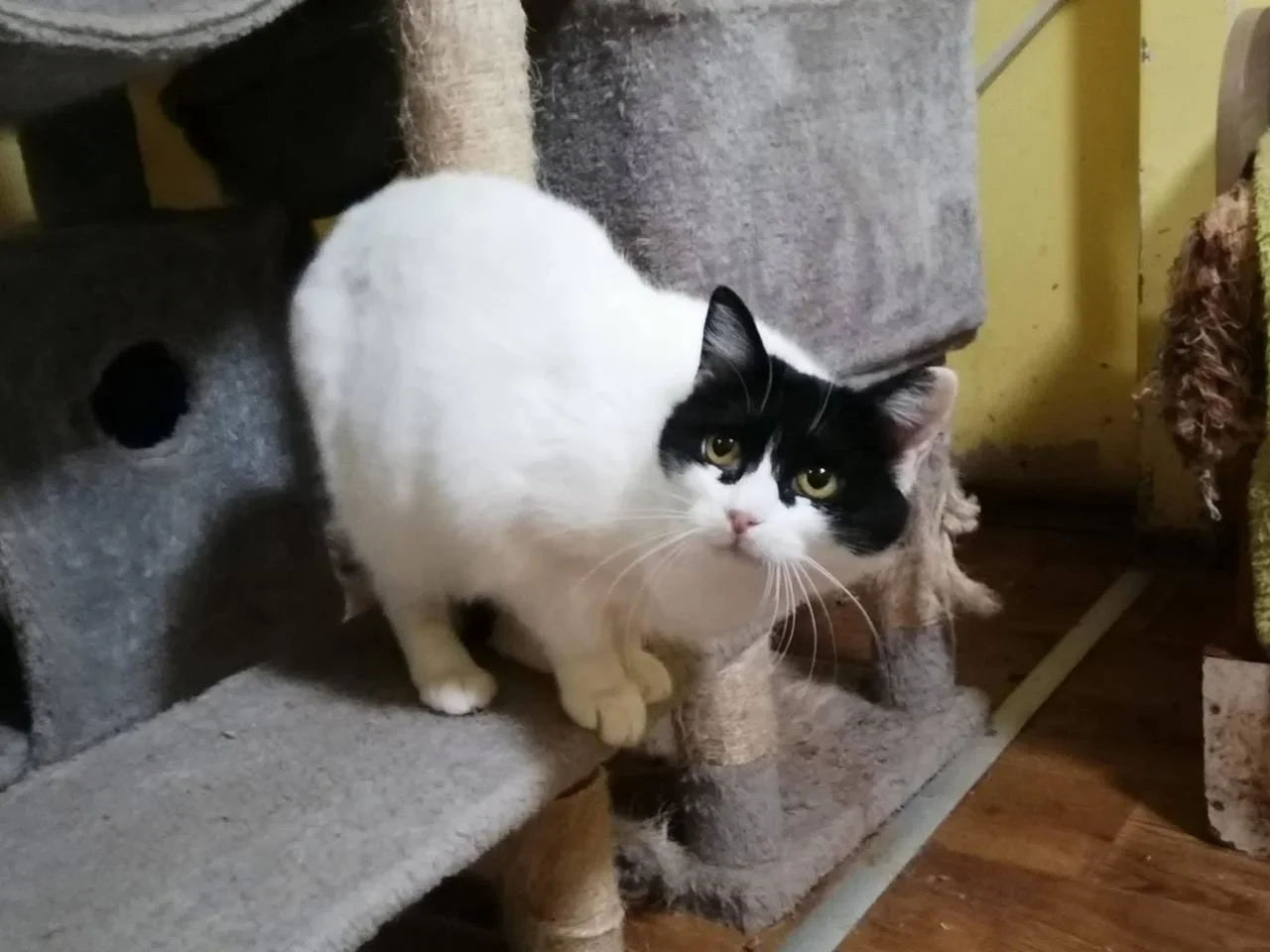 A Rescued Street Cat Seeks a Home: The Story of Zara from Varna