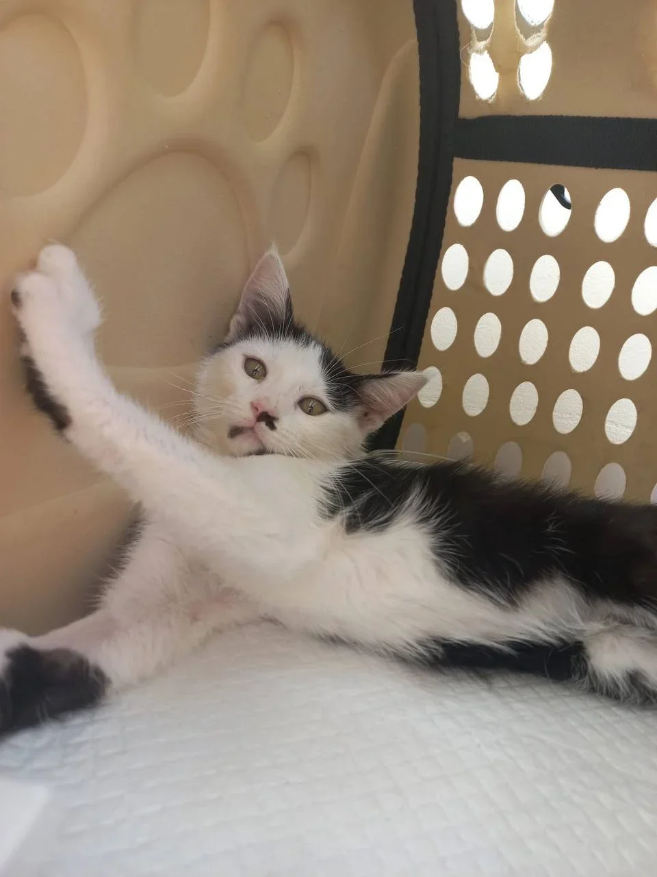 Rescue Mission for Ava: A Disabled Kitten Seeking a Home and Chance at Life