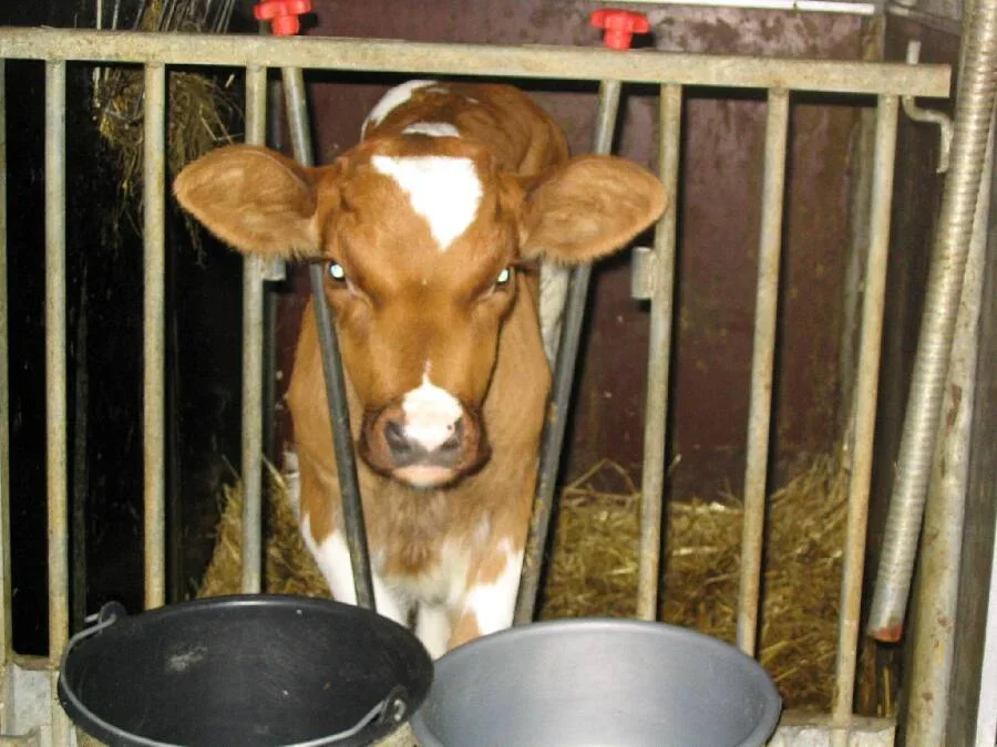 Petition to ban the caging of calves submitted to the National Assembly