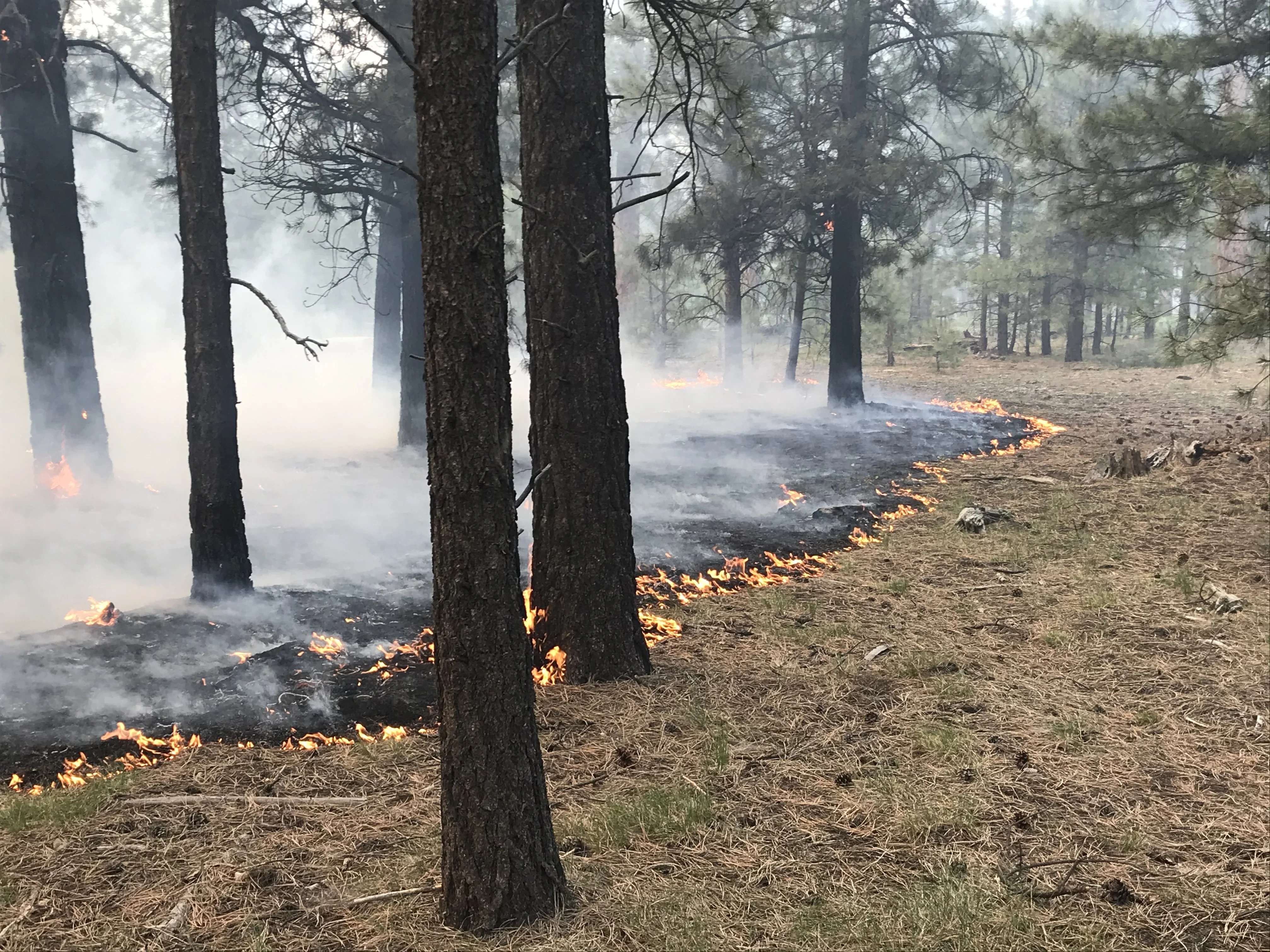 Fire in Varna: Pine forest on fire in the Dzhanavara area