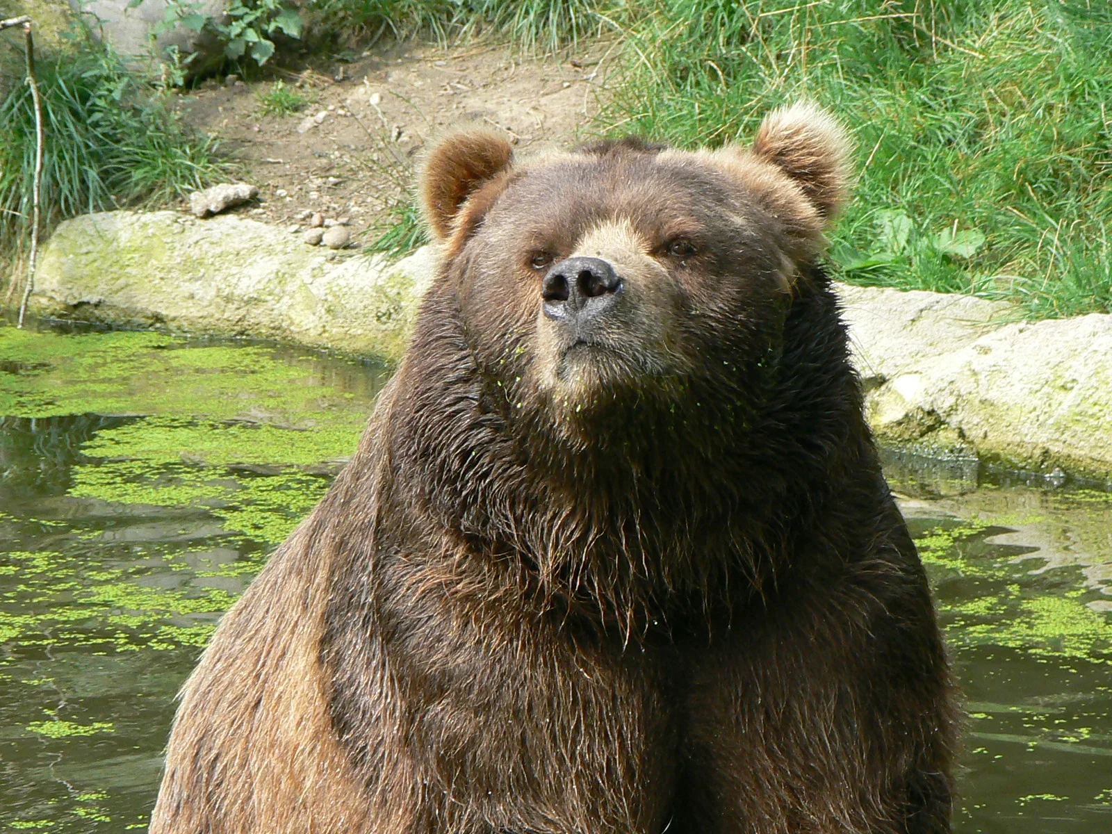 WWF България: Кампания за опазване на мечките и правилно поведение