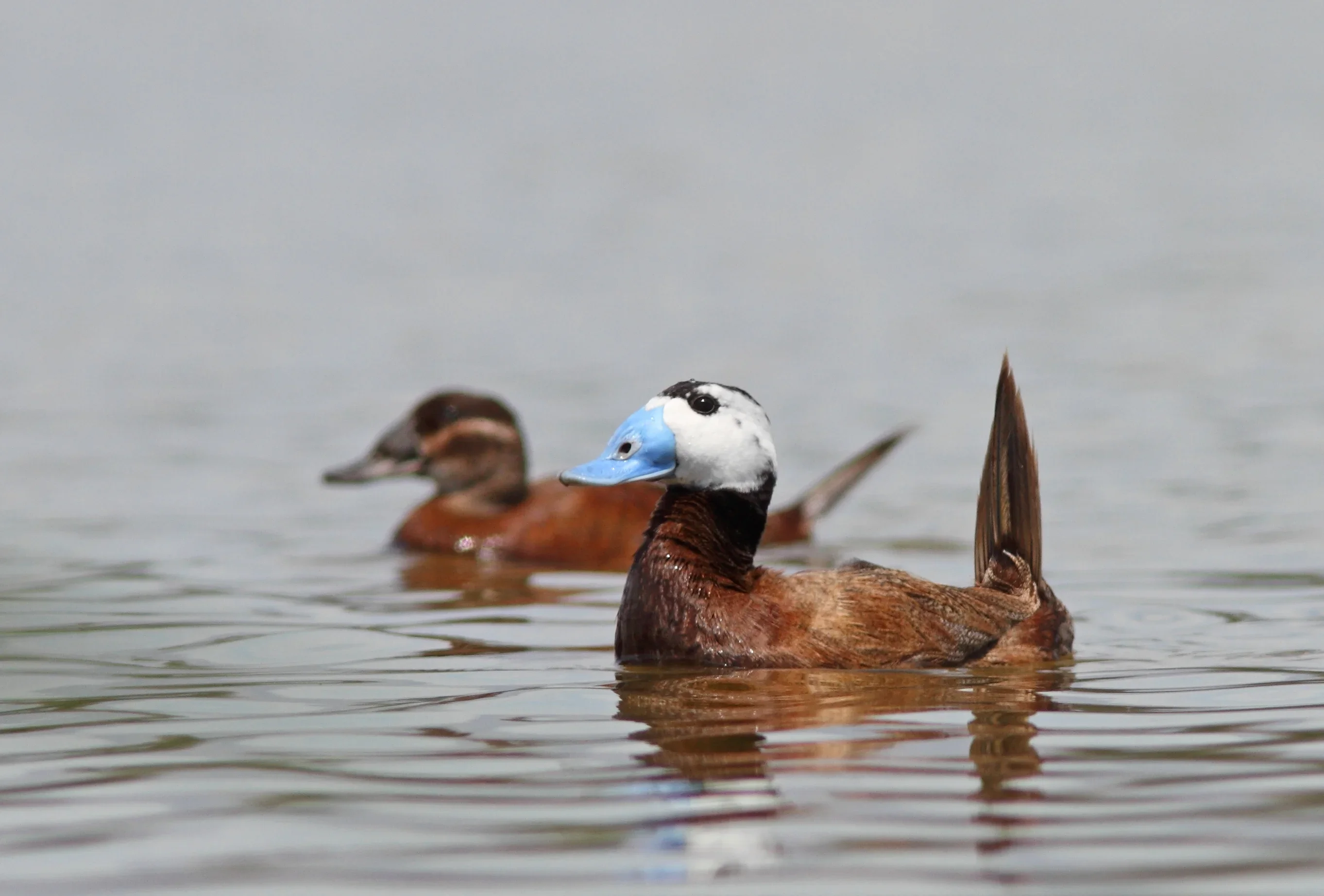 Record Number of White-headed Ducks in Burgas Lake