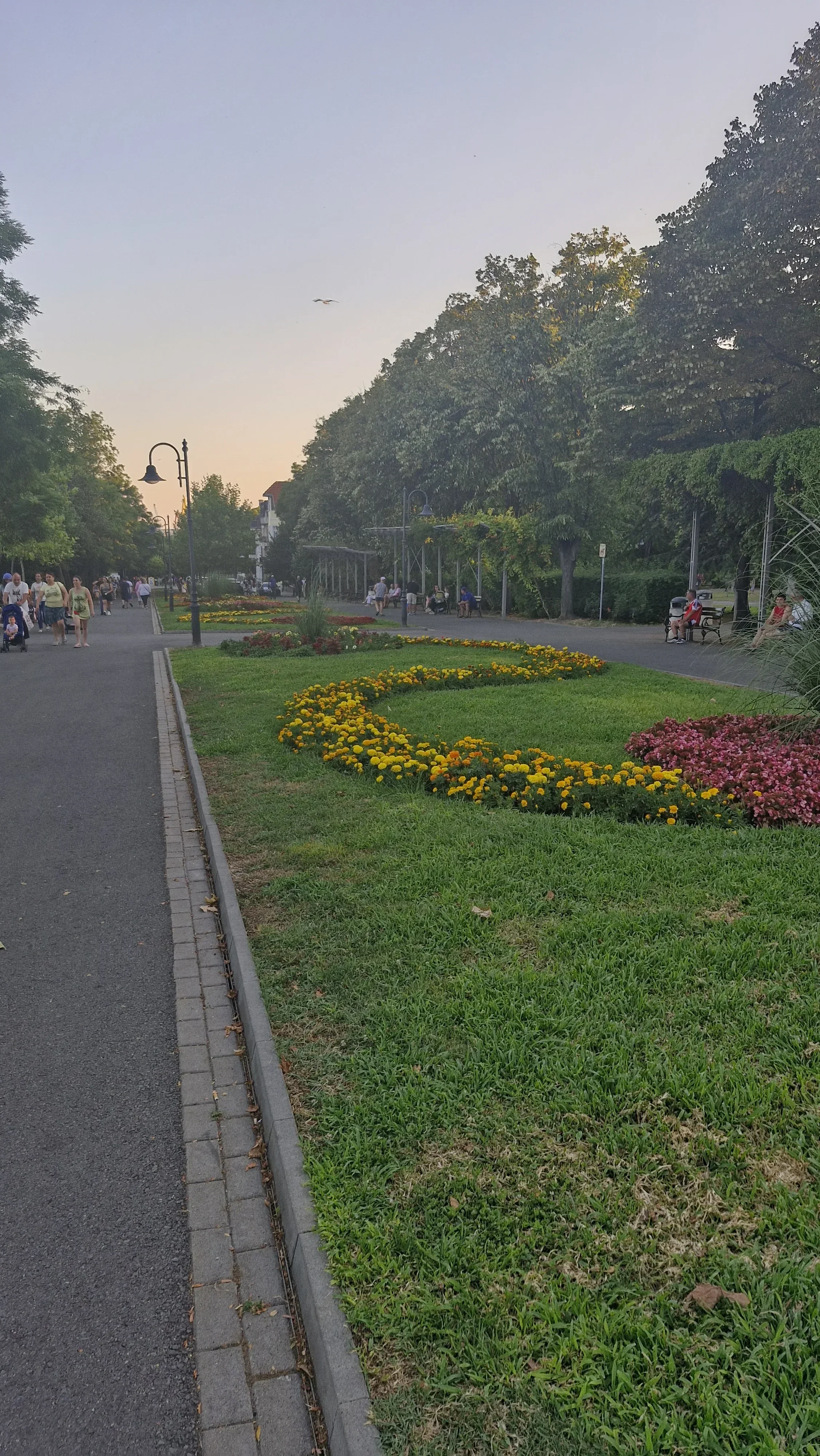 Greening in Burgas: Drought-resistant trees planted on the streets