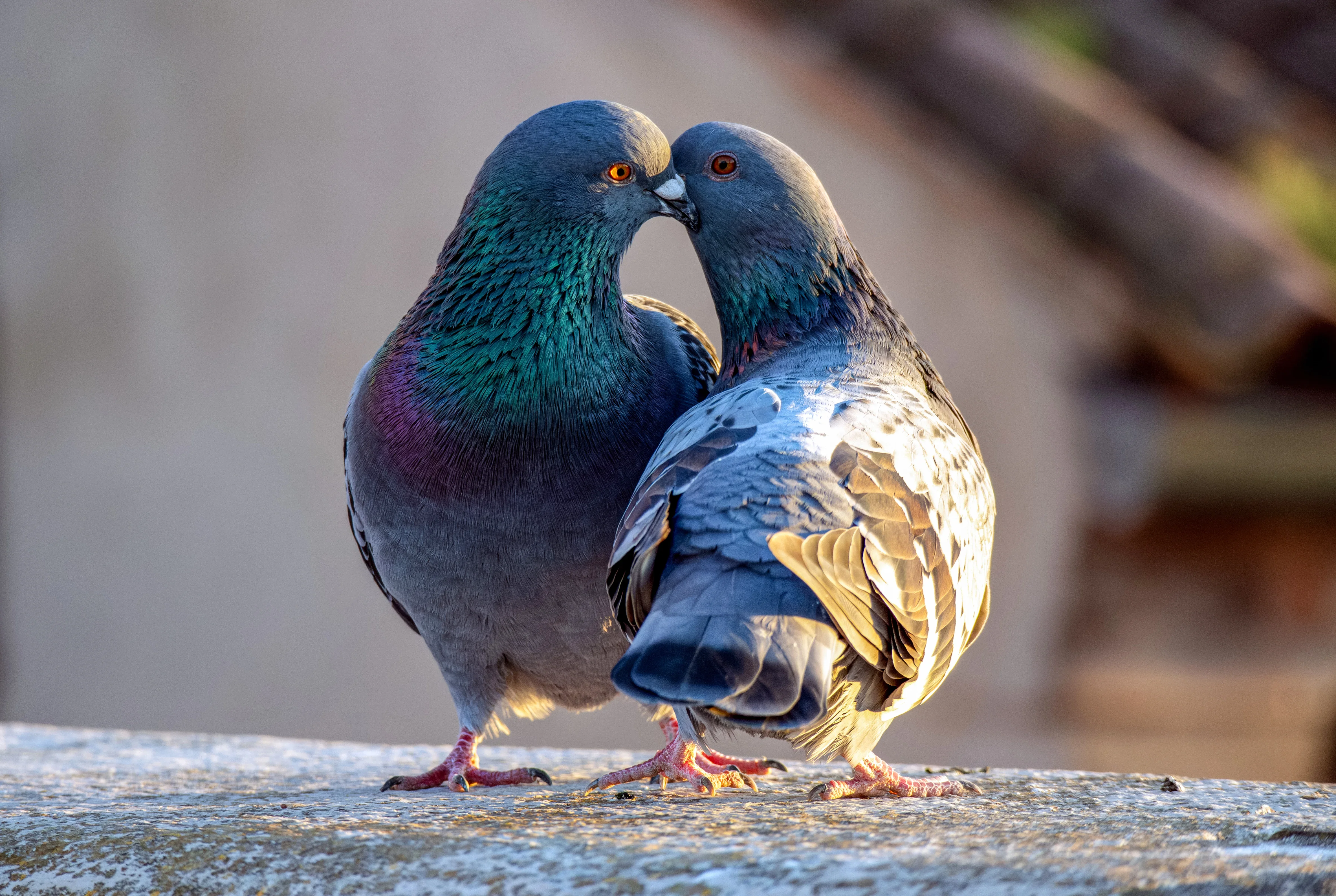 Регионална изложба на гълъби в Бургас: Есен 2025