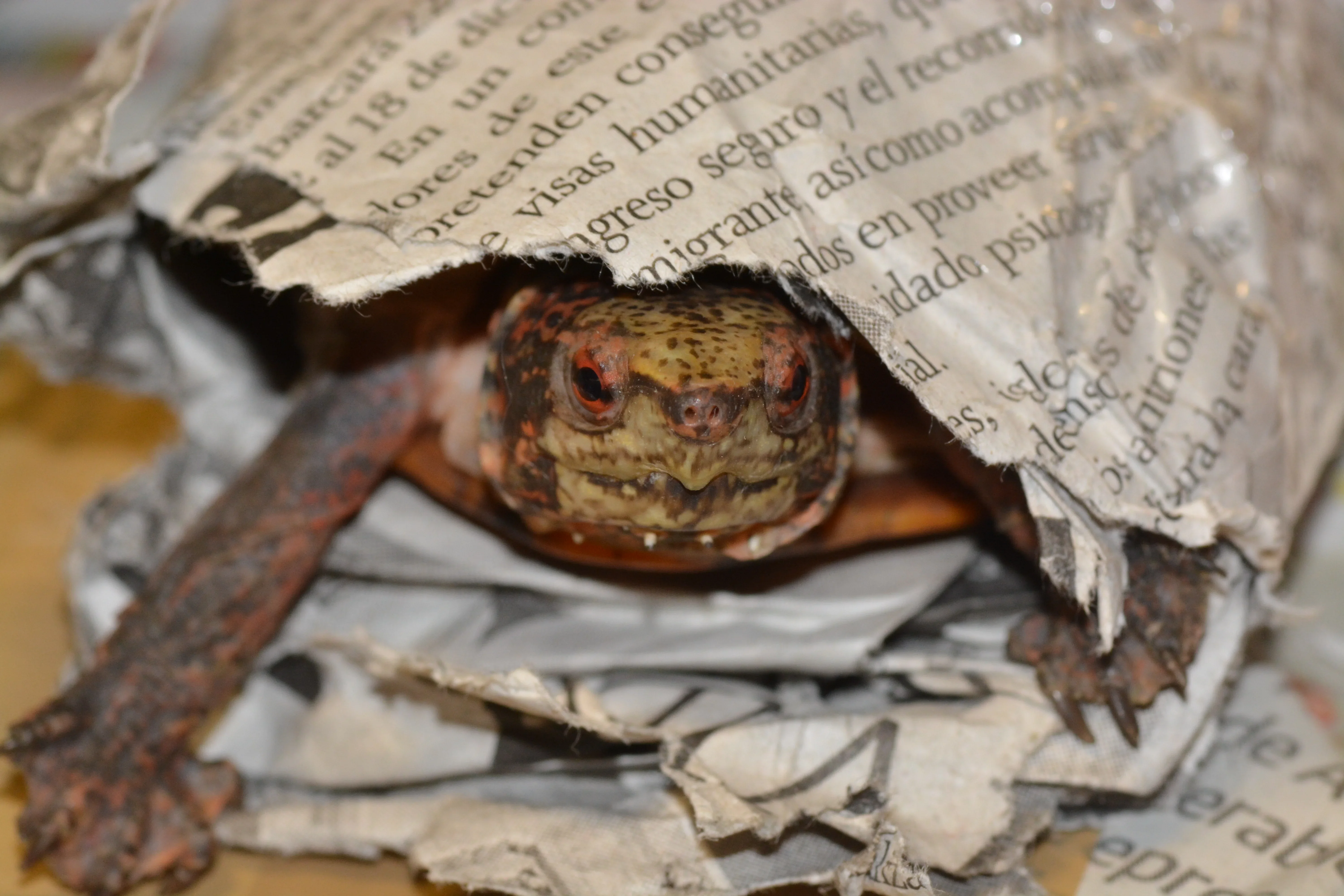 Митнически служители предотвратяват контрабанда на редки животни и растения