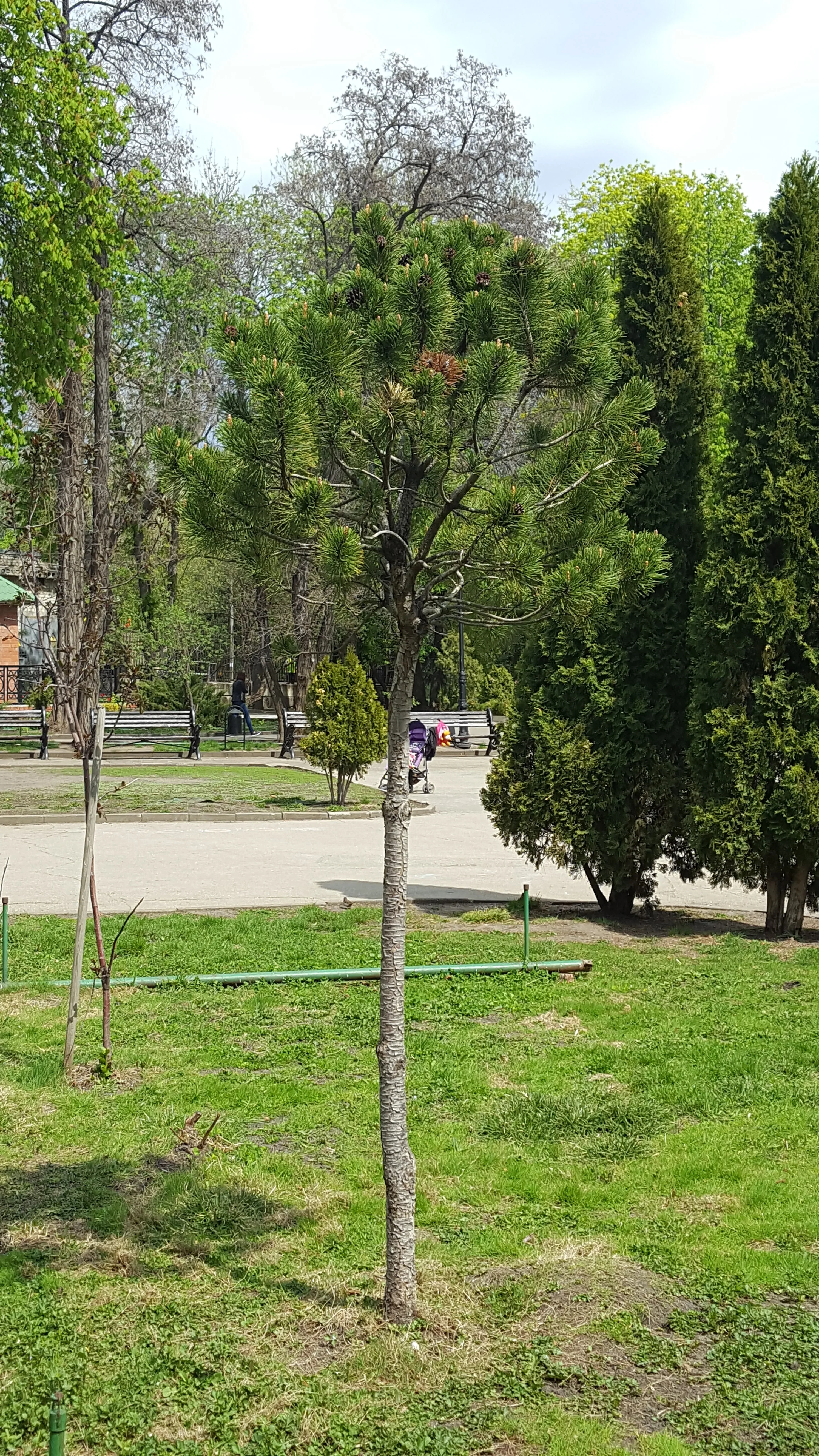 Община Бургас засажда над 500 дръвчета и 1400 рози в града