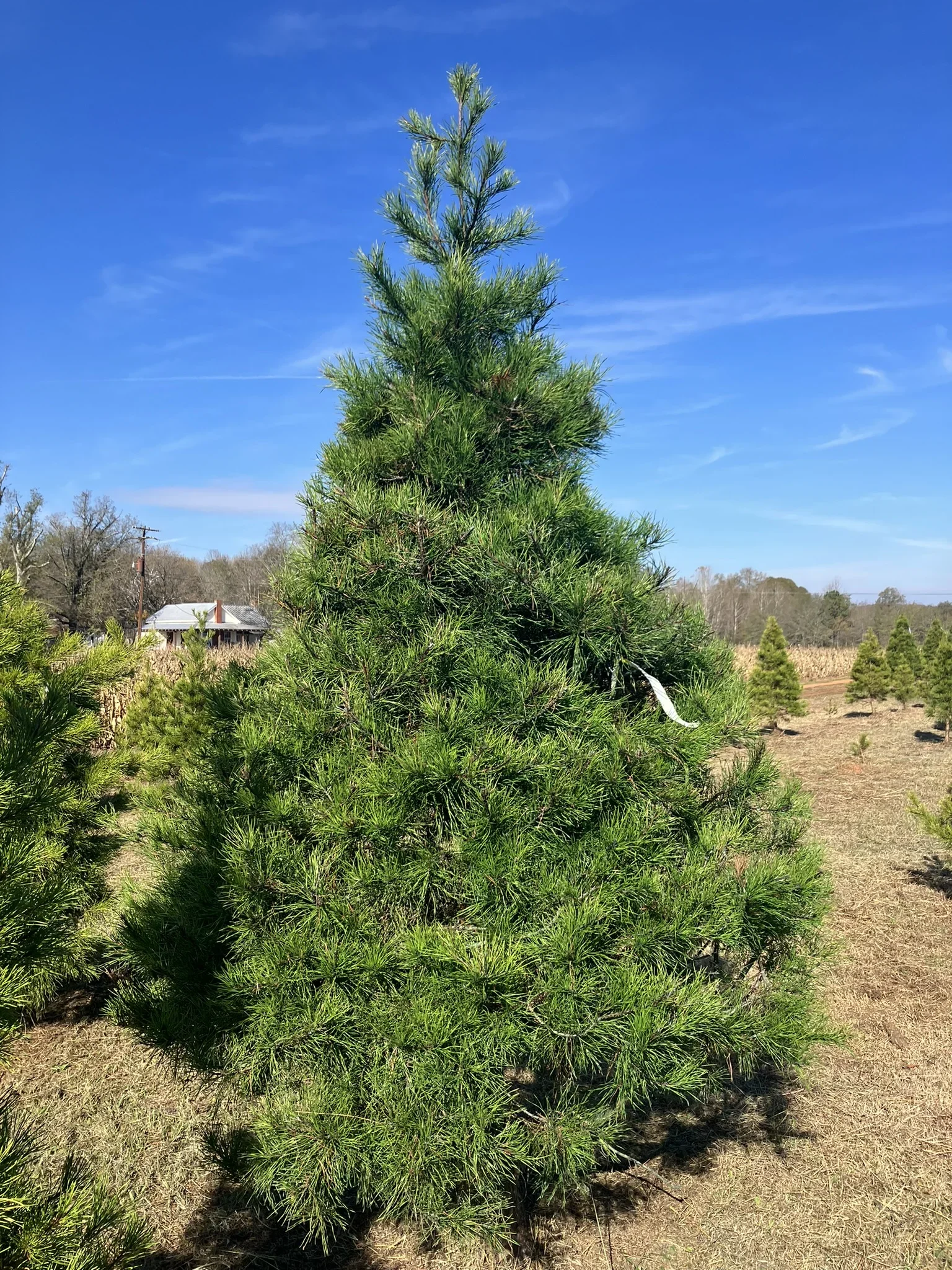 In Burgas, they give new life to Christmas trees: an initiative by "Zelena Strandzha"