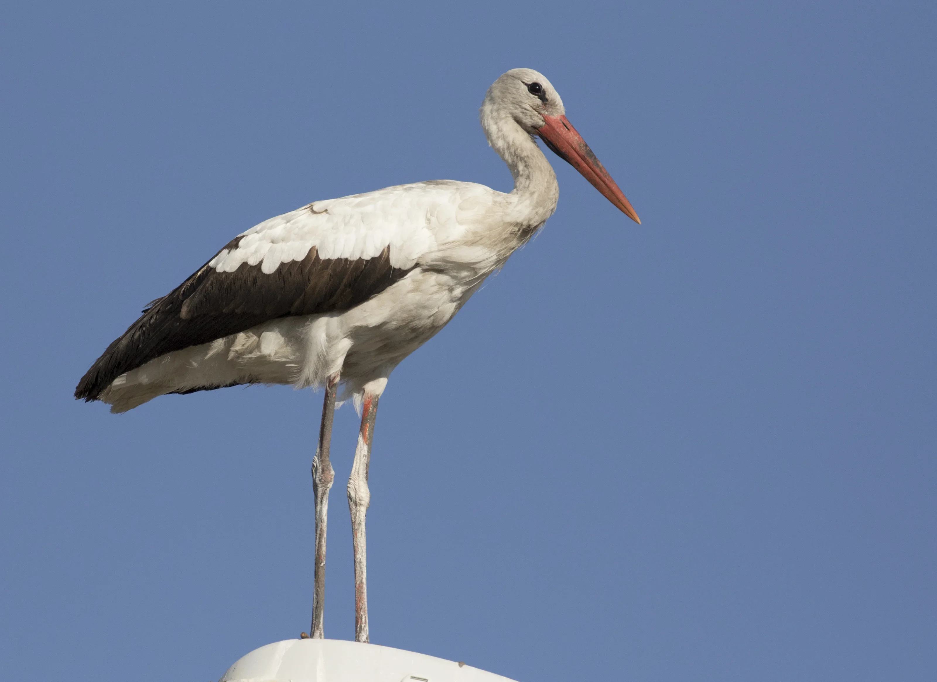Премръзнал щъркел намери подслон в параклис: Спасението пред икона!