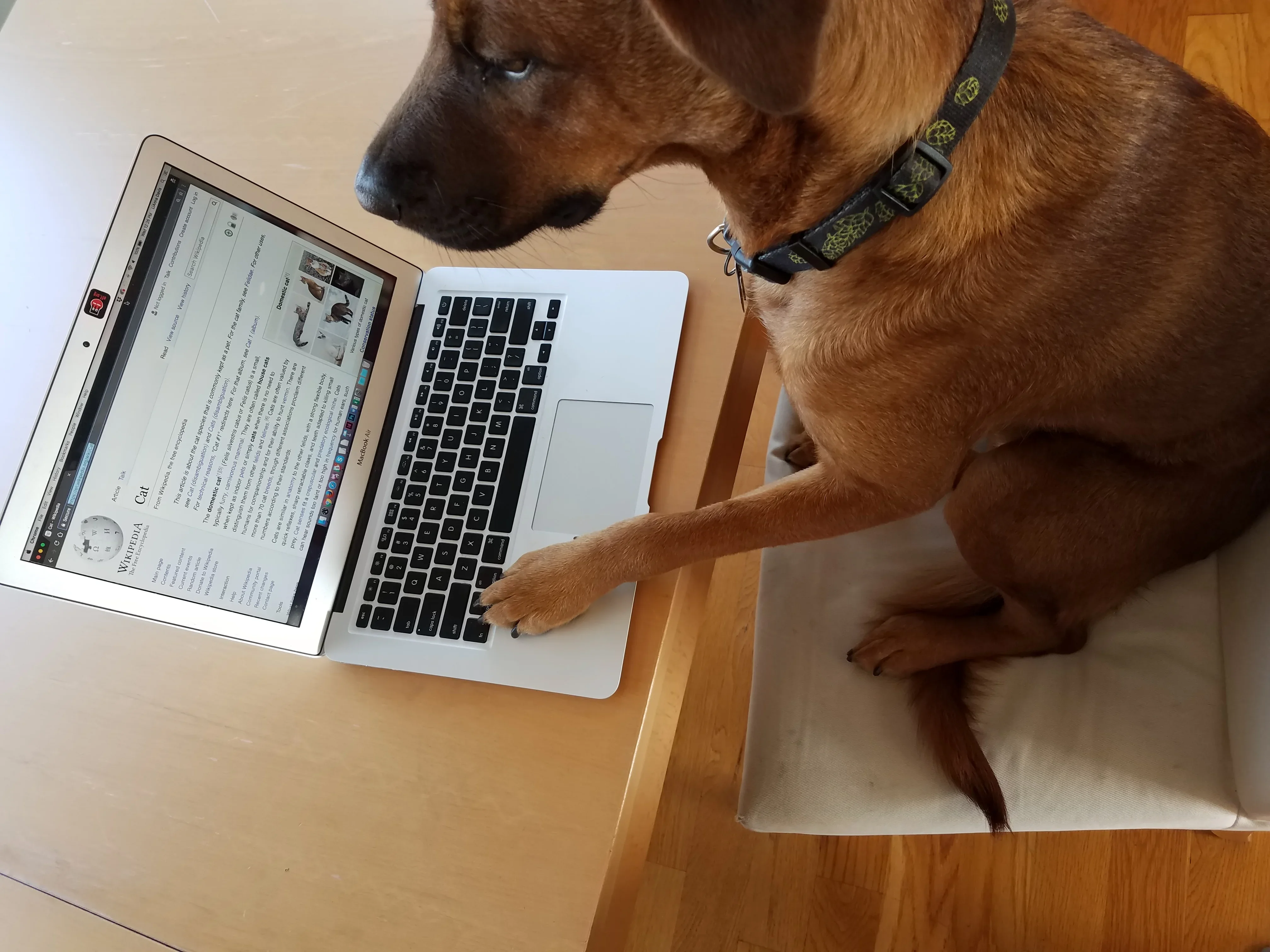 Інтернет у домівках у Варненській області: Понад 96% мають доступ