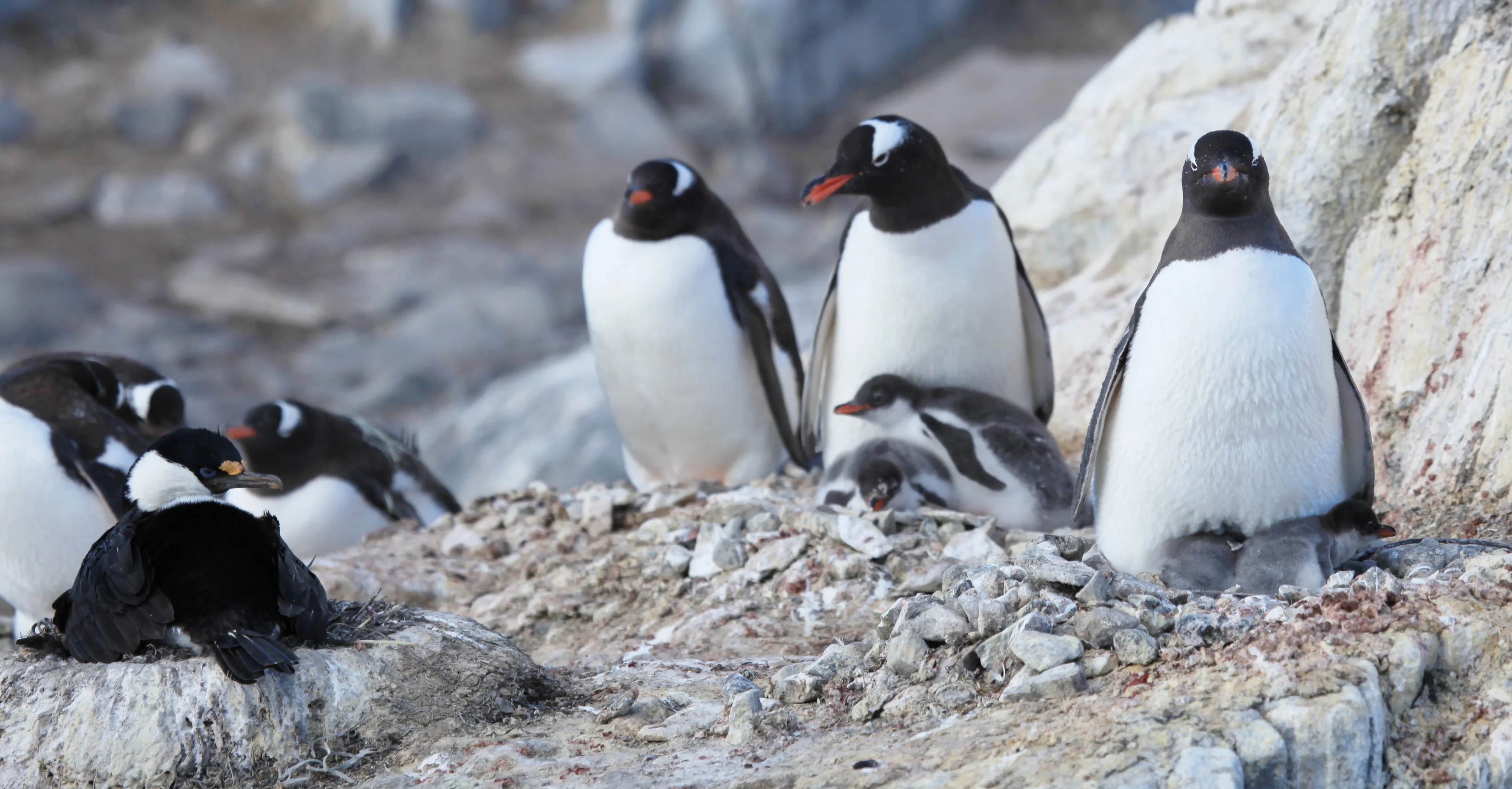 Антарктичні пінгвіни починають гніздитися на тижні раніше через потепління