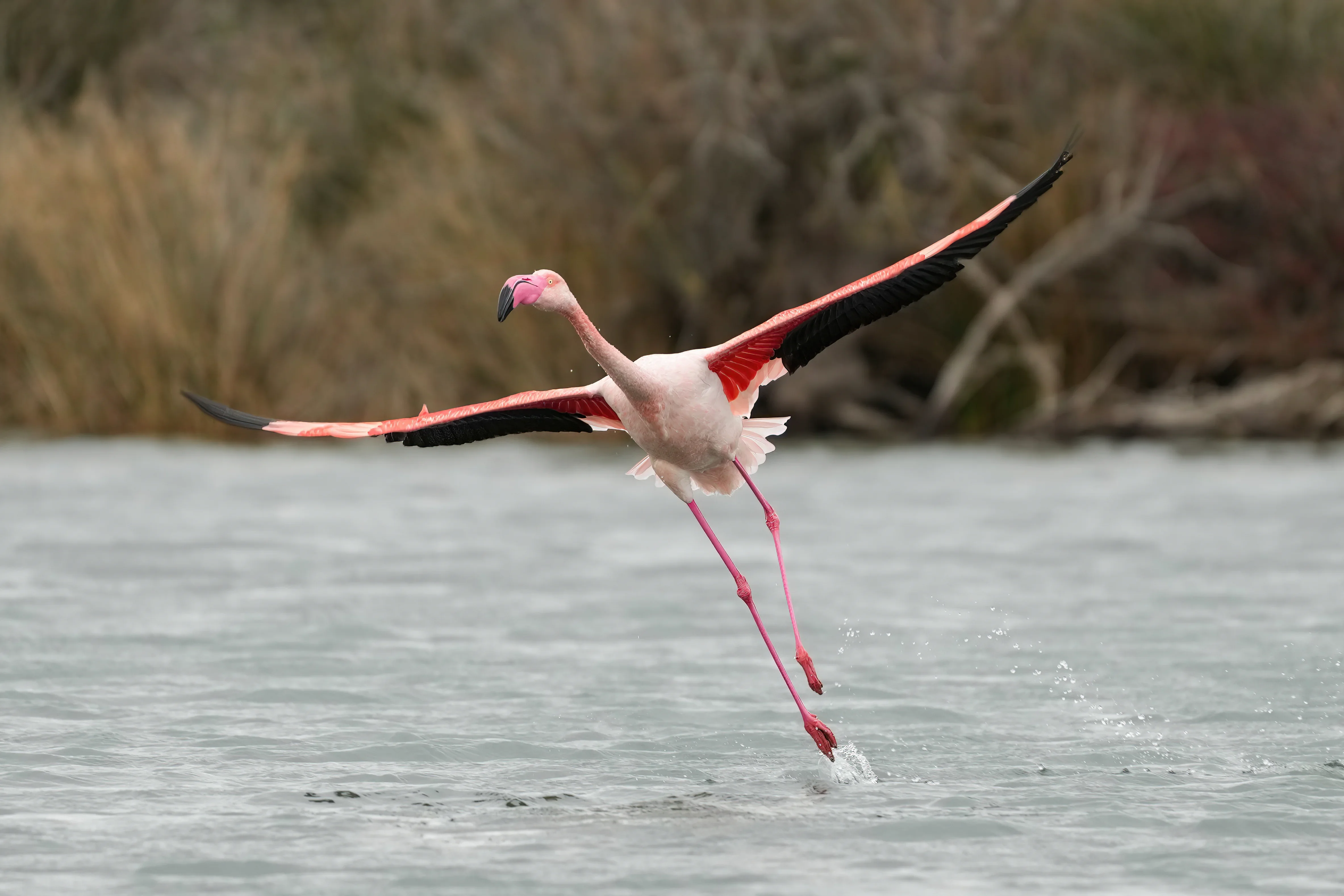 Младо фламинго на пътя: Спасено край Бургас