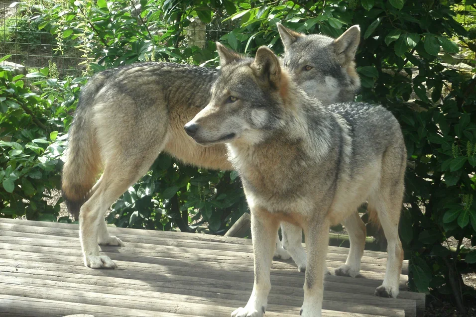 Романтика в зоопарке: Волки на пути к семье и ожидание пушистых волчат