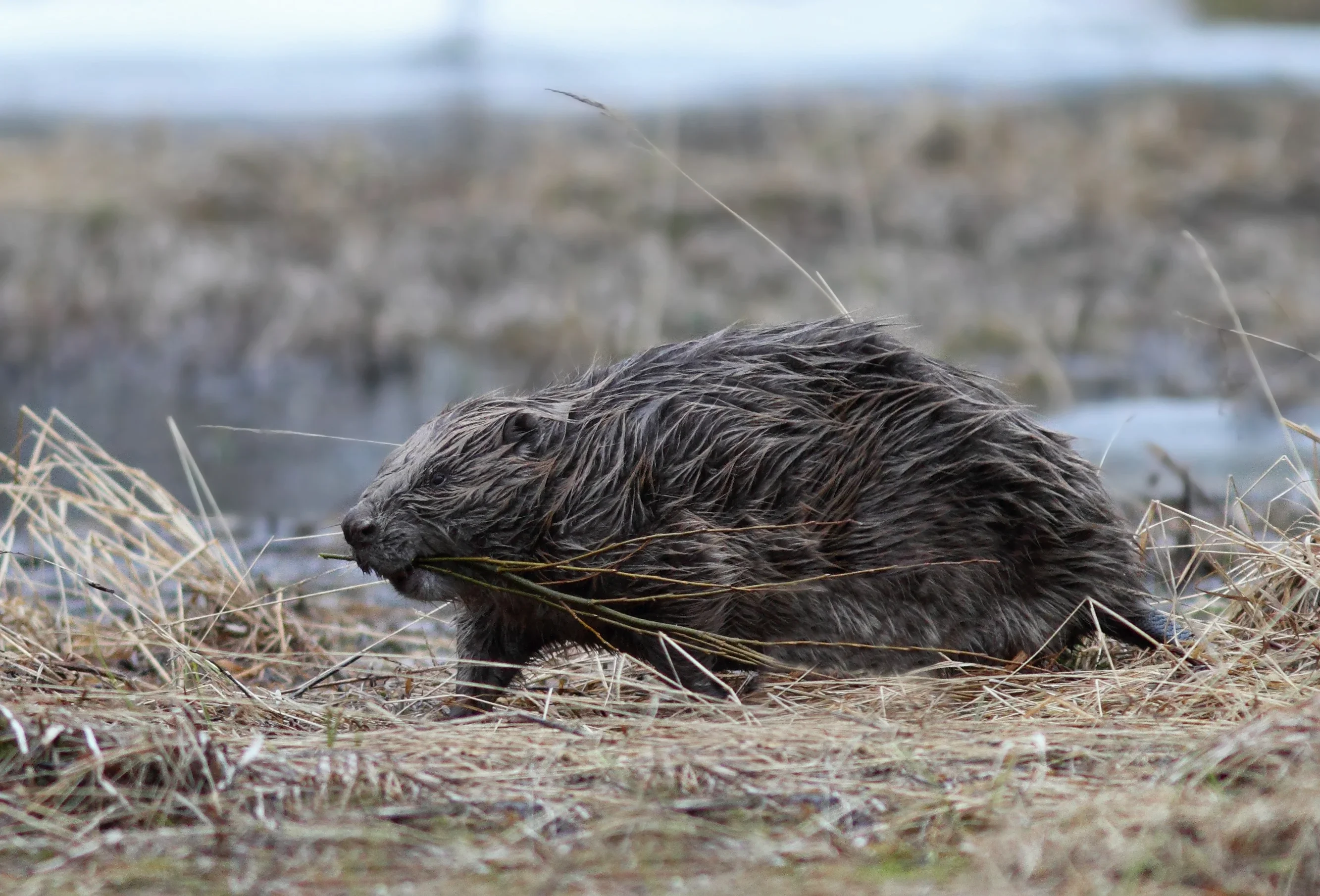 Завръщането на бобъра: Как един изчезнал обитател се завръща в българските реки