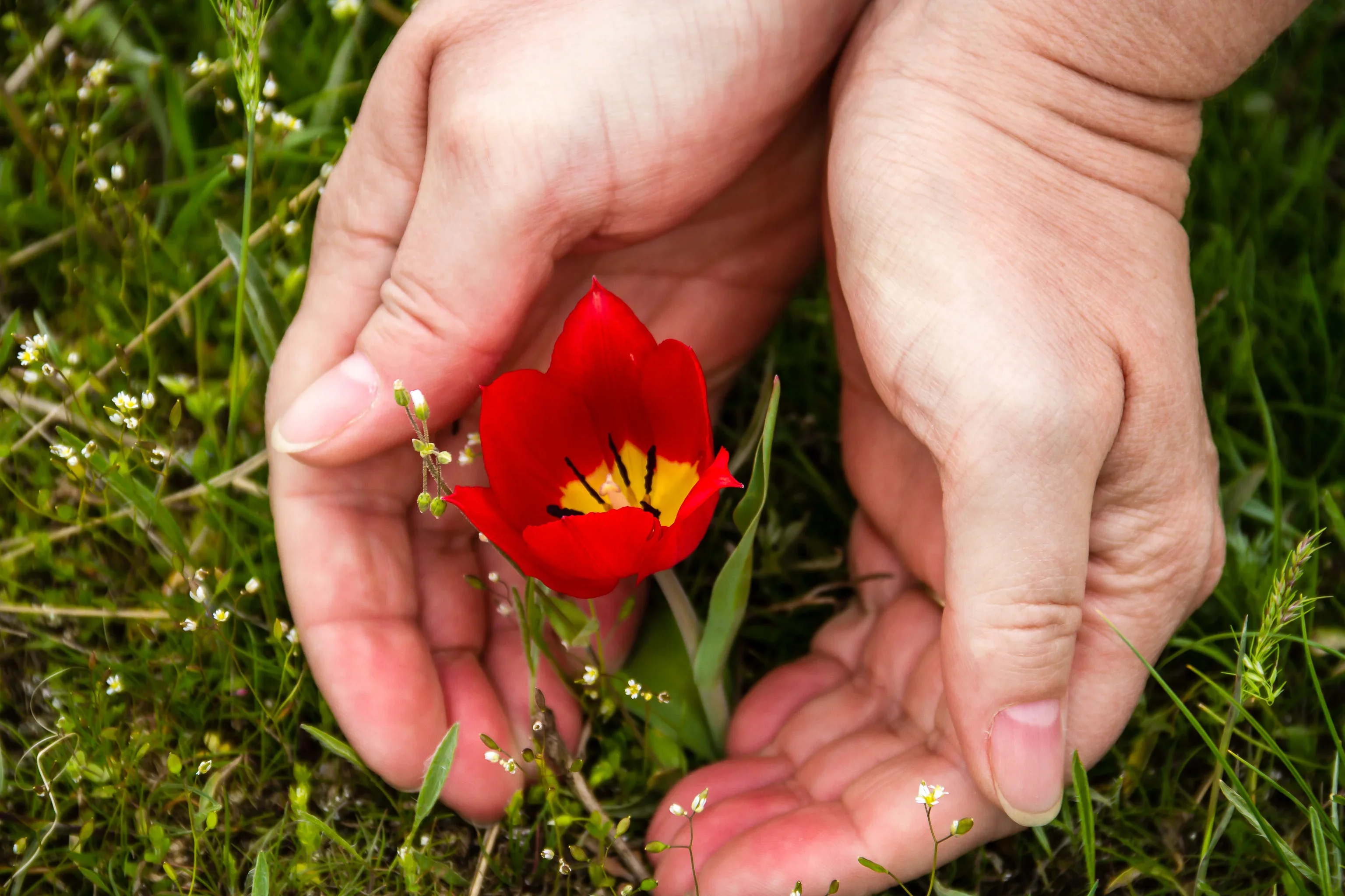 Благотворителна кампания „С цвете в ръка срещу репродуктивните проблеми“ във Варна