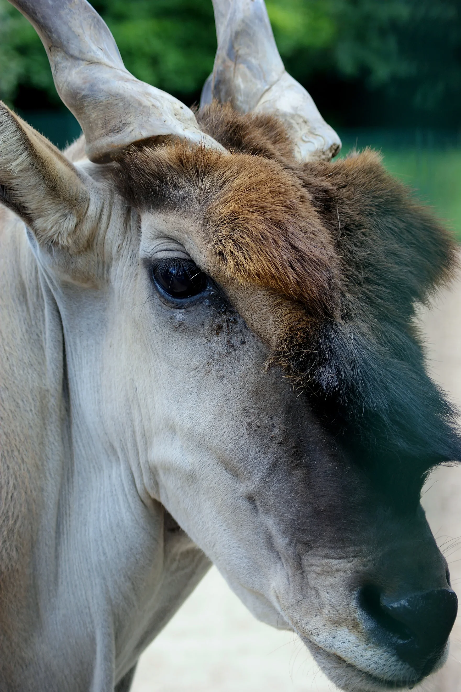 Ново бебе антилопа кана се роди в зоопарка в Бургас: Сладко чудо