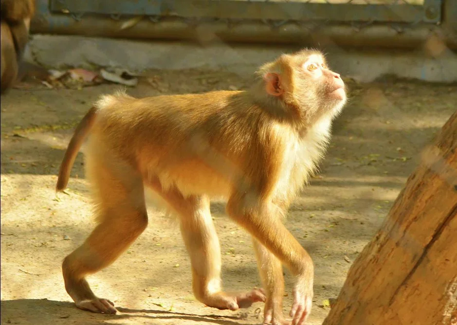 Сладко бебе радост за зоопарка в Бургас: Бейби бум сред маймунките