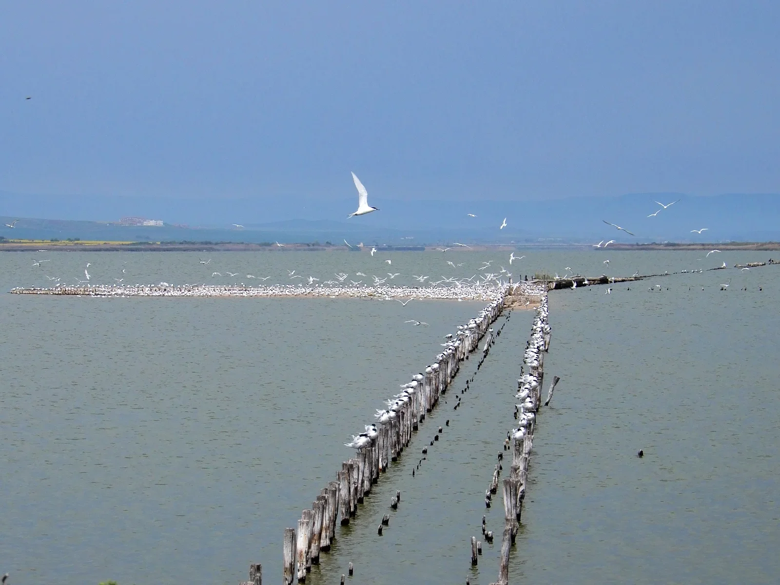 Финална среща по проект MP3 Lake в Поморие: Мониторинг на замърсителите