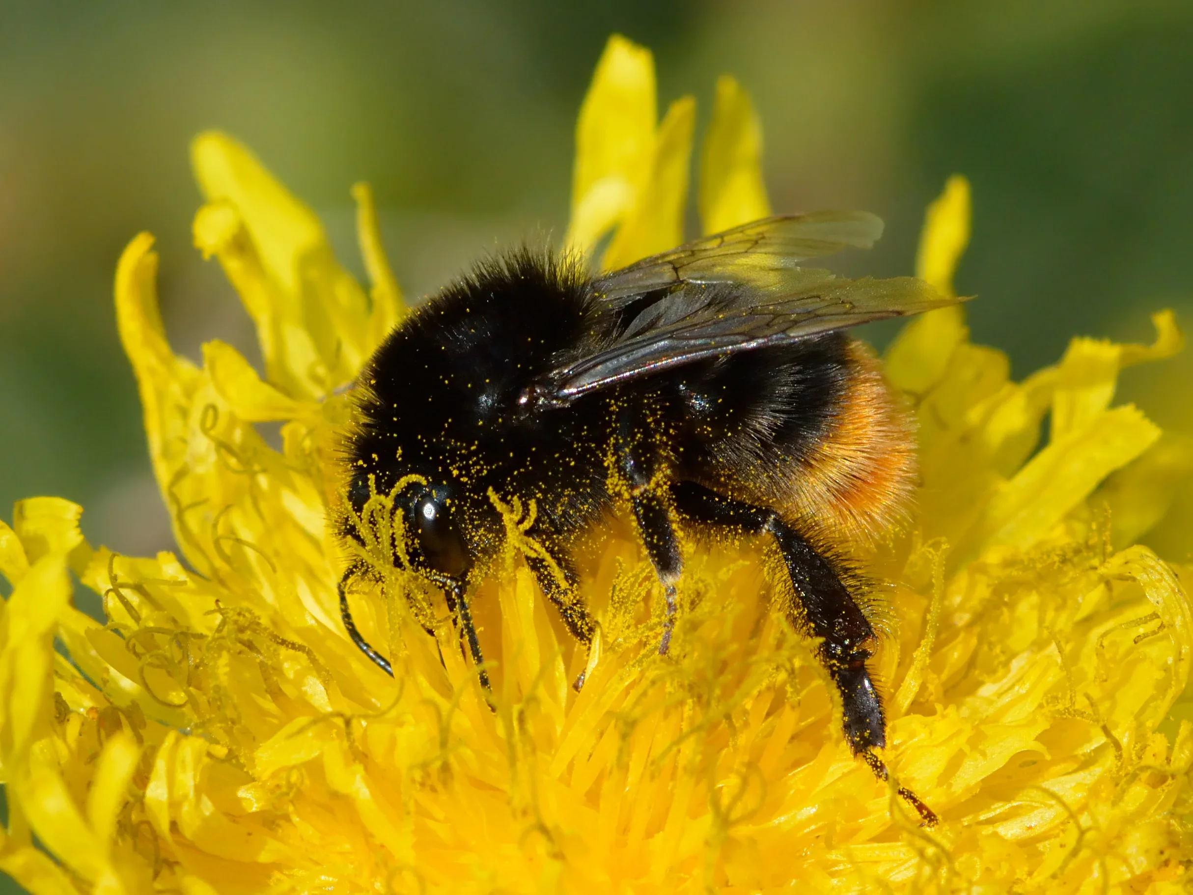 Затоплянето буди пчели и оси преждевременно и ги изтощава, показва мащабно изследване