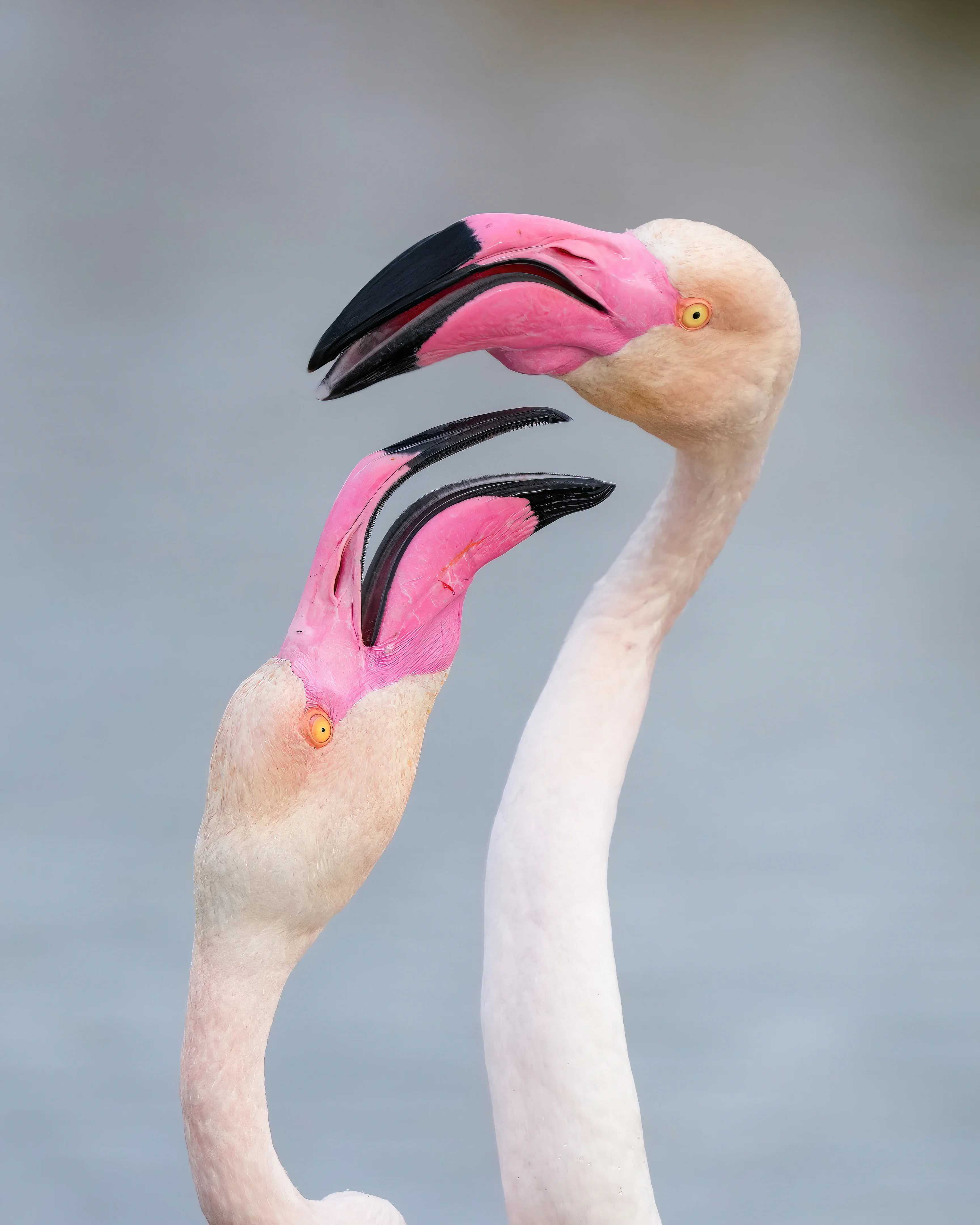 Арт проект „109 фламинго – 109 години Giro d'Italia“ в Бургас: Изкуство, спорт и благотворителност