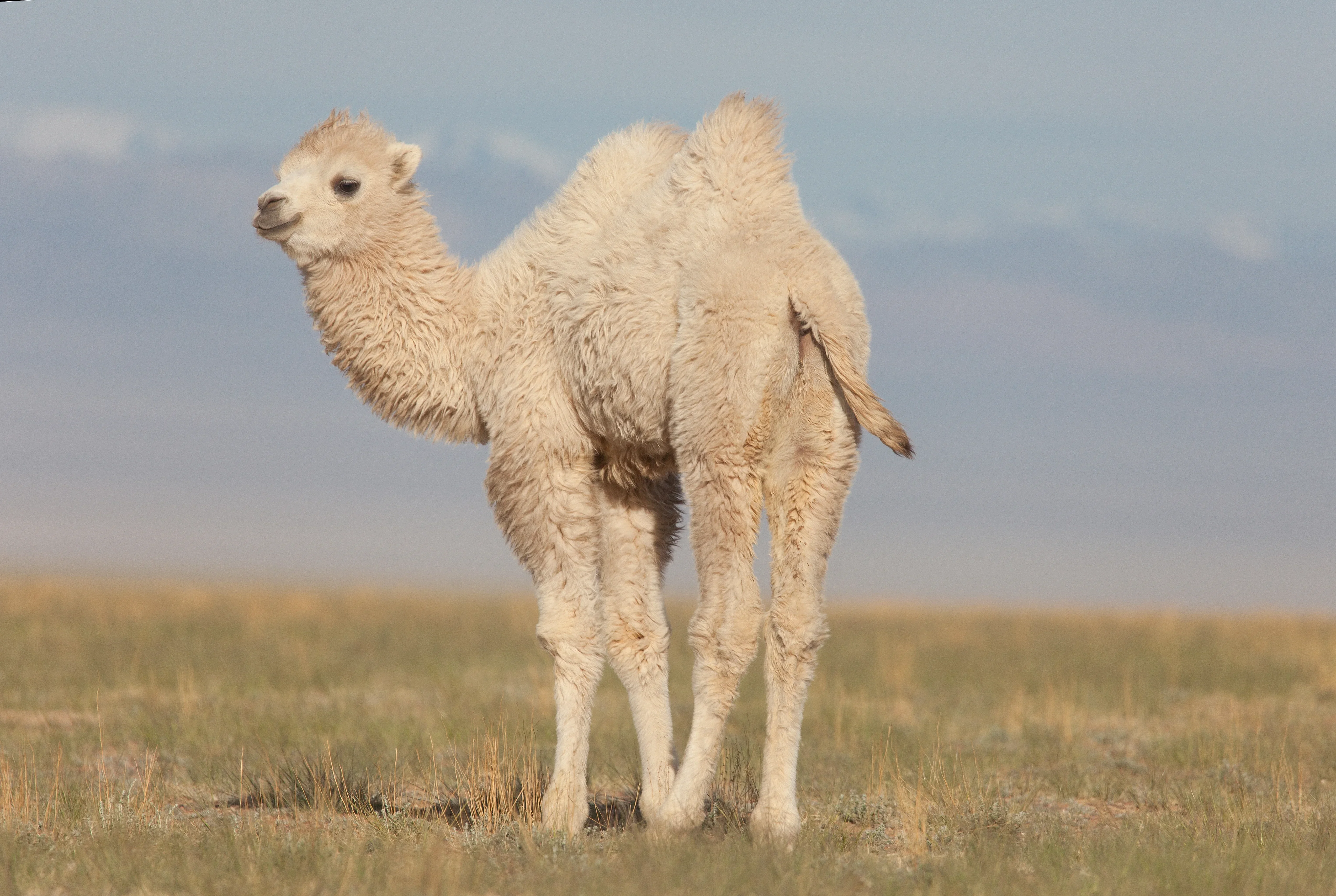 Rare white camel calf born at Burgas Zoo: See the little attraction