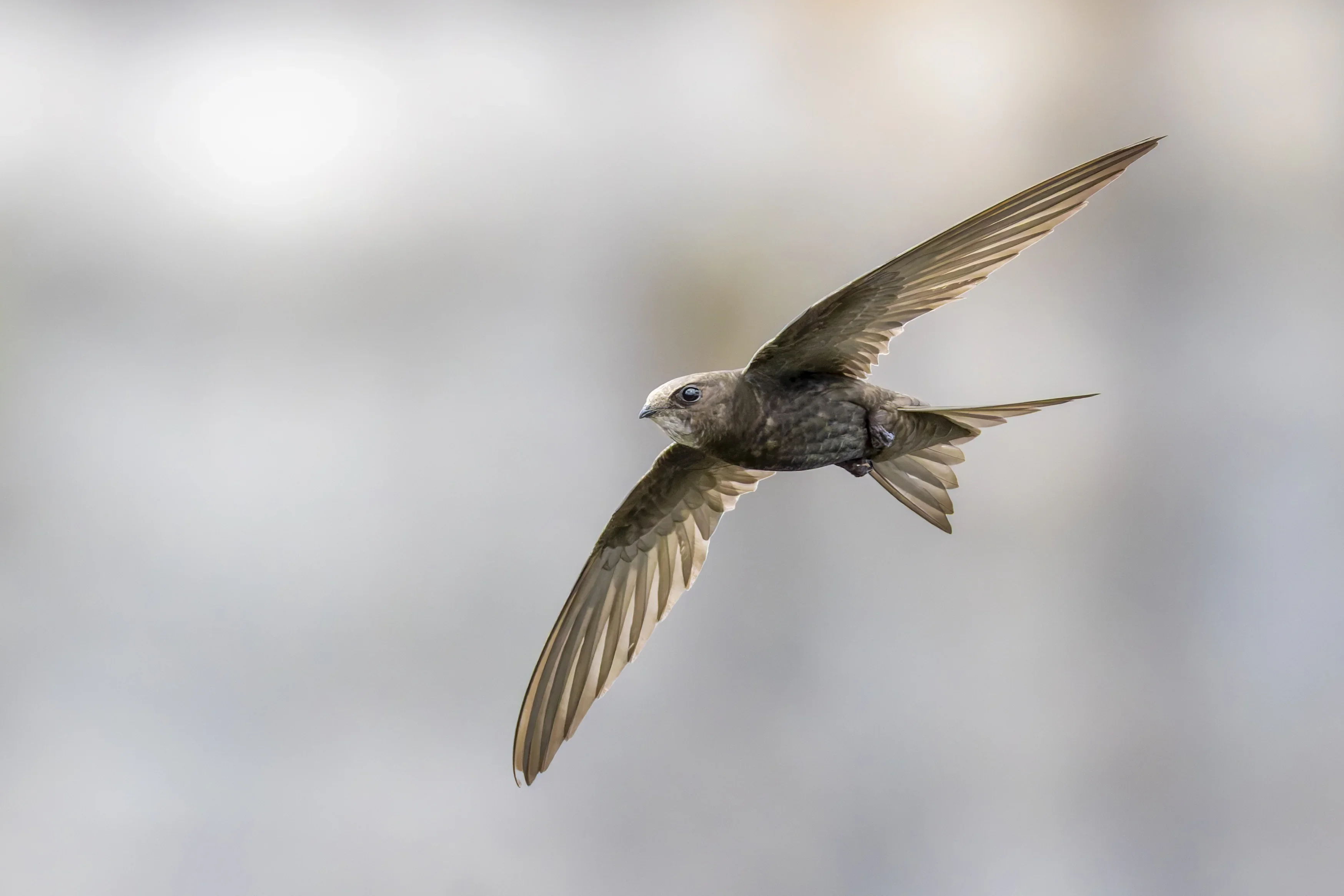 Намерихте паднал бързолет? Ето как да спасите живота му правилно